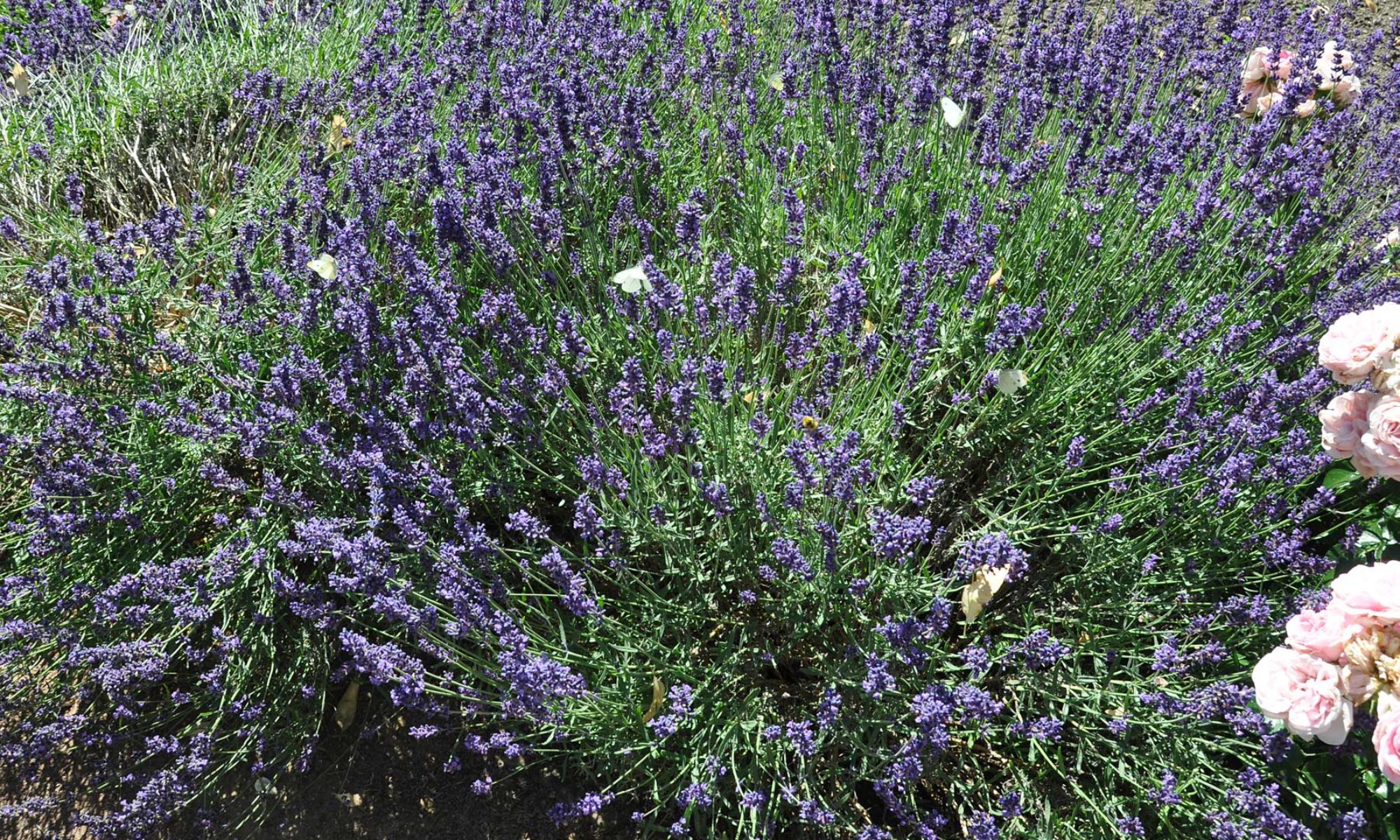 Botanischer Erlebnisgarten Erholung Und Entspannung In Altenburg